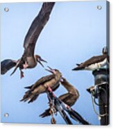 Red Footed Booby Argument 4 Acrylic Print