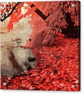Red Forest In Autumn Acrylic Print