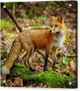Red Fox #2 Acrylic Print