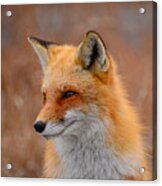 Red Fox 4 Acrylic Print