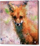 Red Fox Acrylic Print