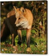 Red Fox Acrylic Print