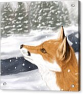 Red Fox In Snow Acrylic Print