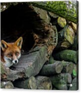 Red Fox In Woodpile Acrylic Print