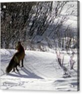 Red Fox Acrylic Print