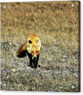 Red Fox On The Tundra Acrylic Print