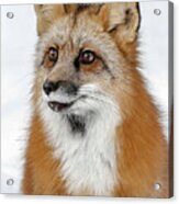 Red Furry Fox Acrylic Print