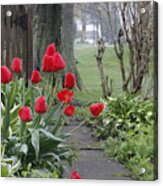 Red Garden Tulips And Hostas Acrylic Print