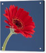 Red Gerbera - Square. Acrylic Print