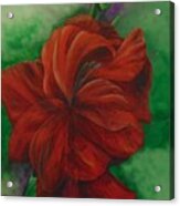 Red Gladiolus Acrylic Print