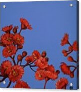 Red Gum Blossoms Acrylic Print