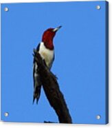 Red Headed Woodpecker On A Snag Acrylic Print