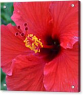 Red Hibiscus 1 Acrylic Print