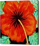 Red Hibiscus Acrylic Print