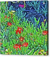 Red Ice Plant In La Cholla On Rocky Point In Sonora-mexico Acrylic Print