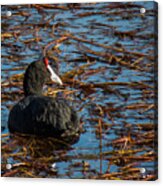 Red-knobbed Coot Acrylic Print