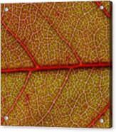 Red Leaf Macro Acrylic Print