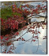 Red Leaves In Falls Park Creek Acrylic Print