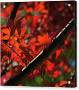 Red Leaves In Spring Sun Acrylic Print