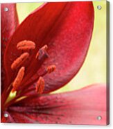 Red Lily For Wealth And Prosperity. Acrylic Print