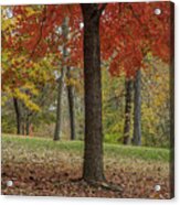 Red Maple And Yellow Trees Acrylic Print