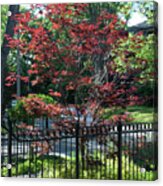 Red Maple Entrance Acrylic Print