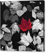 Red Maple Leaf Acrylic Print