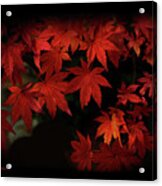 Red  Momiji Acrylic Print