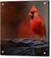 Red On The Rocks - Cardinal Bird Art Acrylic Print