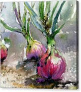 Red Onions Watercolors Acrylic Print
