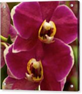 Red Orchid Acrylic Print