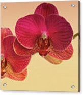 Red Orchids Acrylic Print