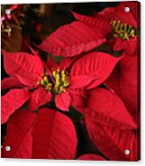 Red Poinsettia And Tinsel Acrylic Print