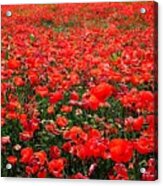 Red Poppies Acrylic Print