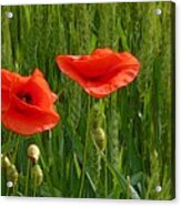 Red Poppy Flowers In Grassland 2 Acrylic Print