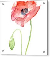 Red Poppy Acrylic Print