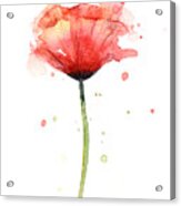 Red Poppy Watercolor Acrylic Print