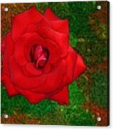 Red Rose 2 Acrylic Print