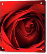 Red Rose Flower Acrylic Print