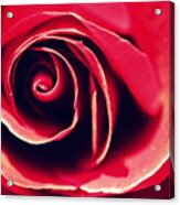 Red Rose Acrylic Print