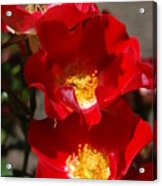 Red Rose Trio Acrylic Print