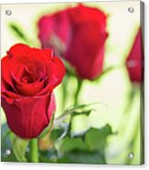 Red Roses For Love Acrylic Print
