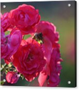 Red Roses In Summer Acrylic Print