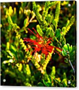 Red Spider Flower Acrylic Print