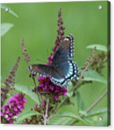 Red-spotted Purple Butterfly On Butterfly Bush Acrylic Print