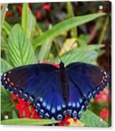 Red Spotted Purple Butterfly Acrylic Print