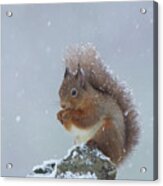 Red Squirrel In A Blizzard Acrylic Print
