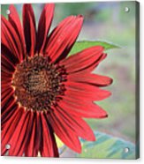 Red Sunflower Acrylic Print