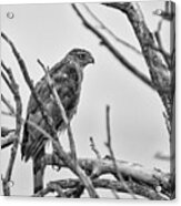Red Tailed Hawk In Tree Bw Acrylic Print