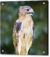 Red Tailed Hawk Acrylic Print